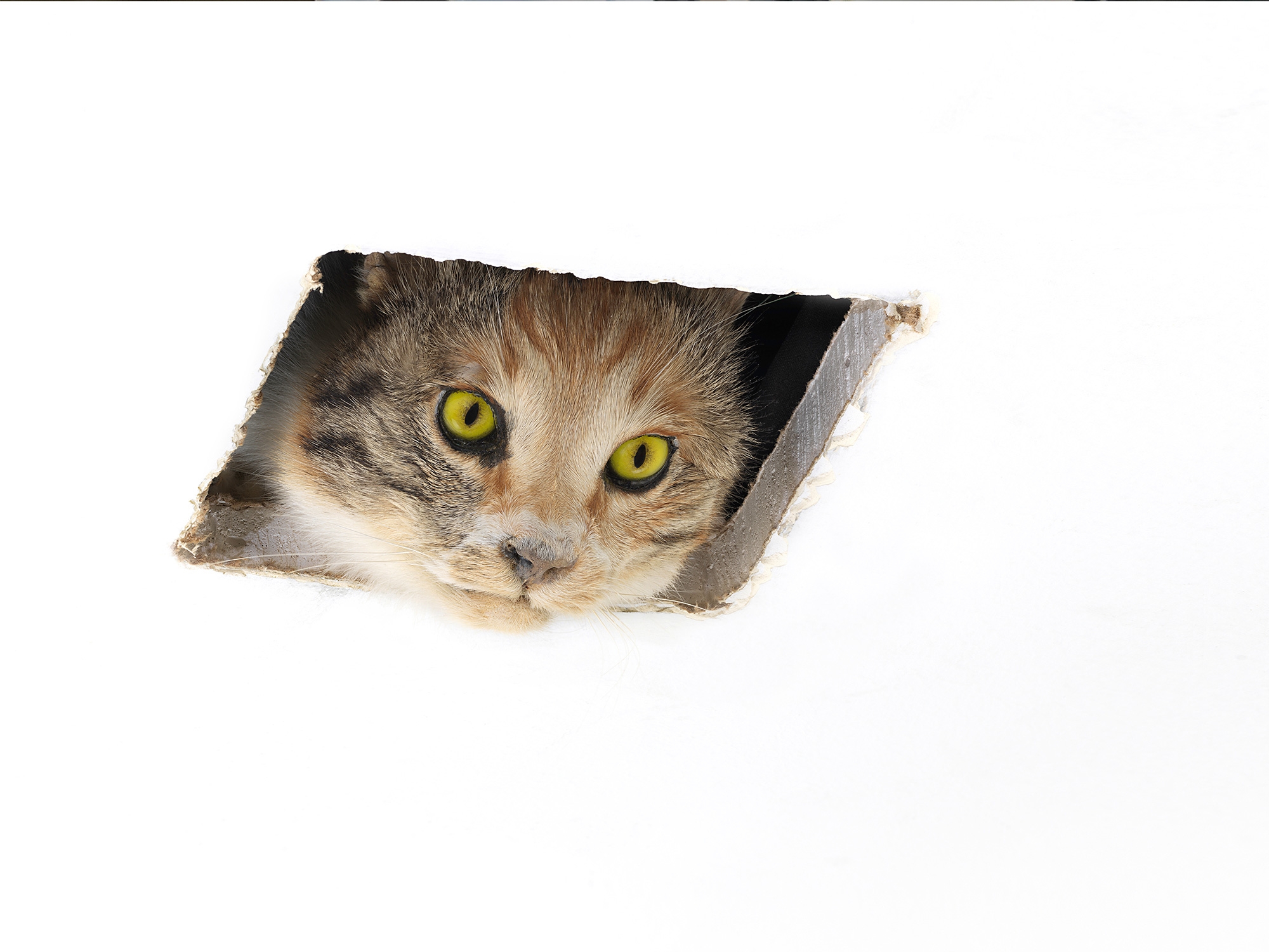 Katze (ausgestopft) schaut durch rechteckig zugeschnittenes Loch in der Zimmerdecke